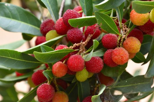 楊梅冷藏一周｜55歲婦食用後現肚瀉發燒引發膿毒血症