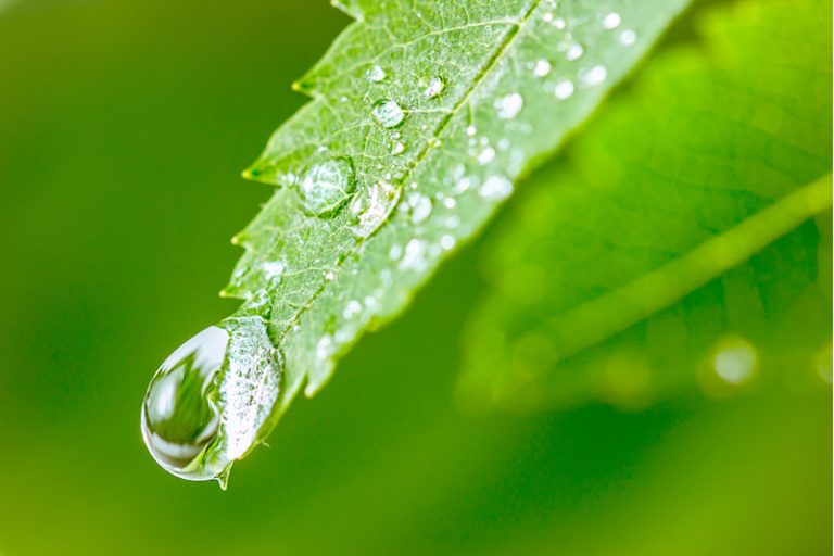 秋天食療-補肺潤燥護膚-中醫推介-白露