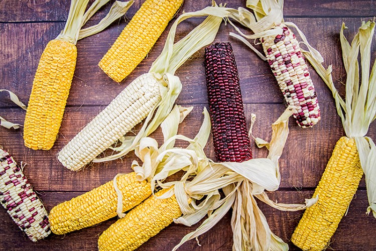 抗病食物推介-蔬菜增強抵抗力-粟米