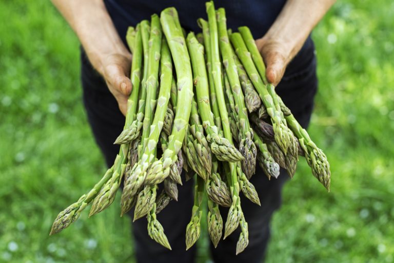 抗病食物推介-蔬菜增強抵抗力-蘆筍