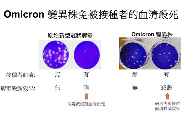 港大中大研究指Omicron 大幅減低復必泰病毒中和力