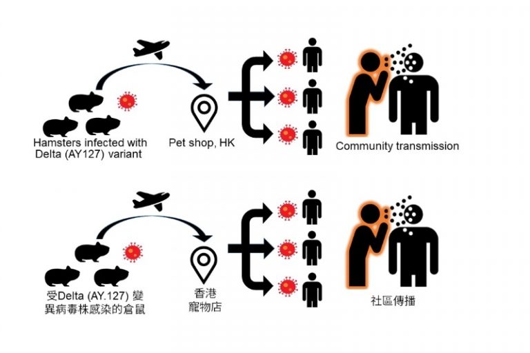 港大醫學院揭寵物敘利亞倉鼠可成新冠宿主 可自然感染新冠病毒傳播予人類
