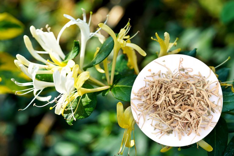 新冠肺炎食療湯水- 確診後調理-喉嚨痛-發燒-咳嗽-金銀菊