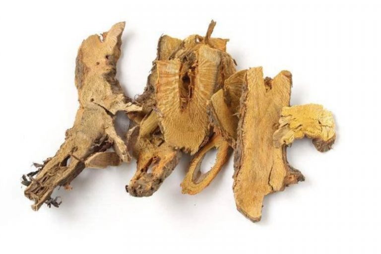 虎杖-中藥預防新冠-症狀-咳嗽-喉嚨痛-虎杖-敗醬草-李浩然中醫