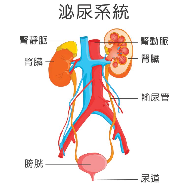泌尿系統-泌尿疾病-前列腺肥大-膀胱過度活躍症-腎結石-症狀-原因-診斷-治療-手術