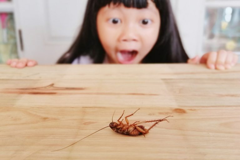 曱甴致敏｜曱甴佔港人致敏率達45% 中大研究發現7種新致敏原 或有助治療過敏者